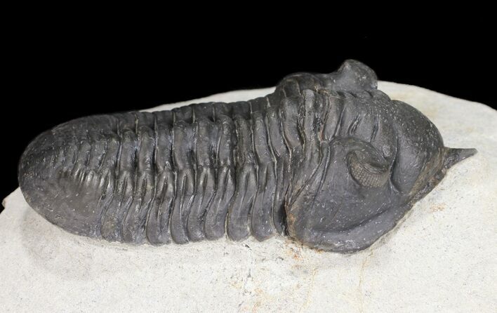 Morocconites Trilobite With Short Rostrum - Ofaten, Morocco #54401